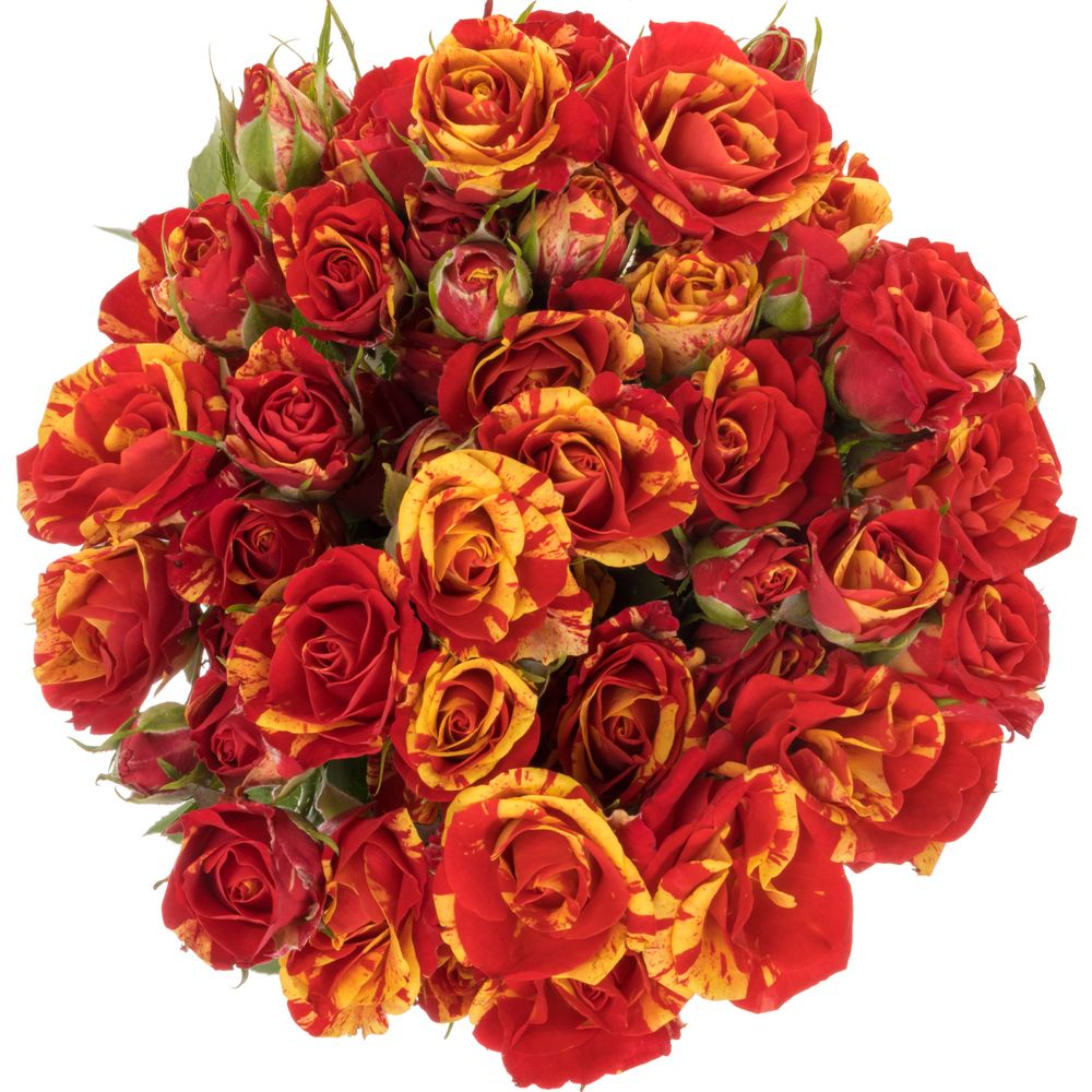 Rose verzweigt rot/apricot Fire Flash 6+Blüte 70cm