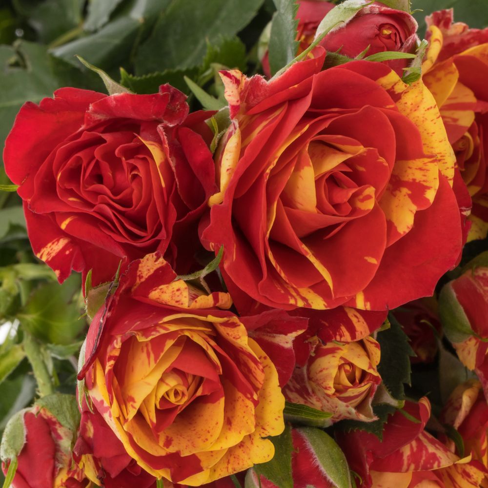 Rose verzweigt rot/apricot Fire Flash 6+Blüte 70cm