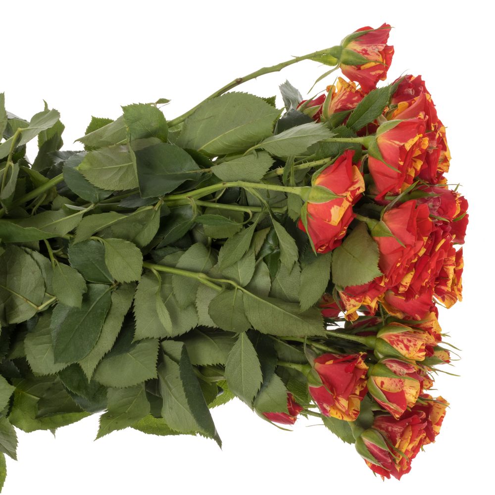 Rose verzweigt rot/apricot Fire Flash 6+Blüte 70cm