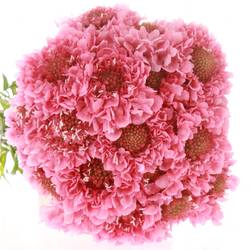 Scabiosa rosa Candy 70cm