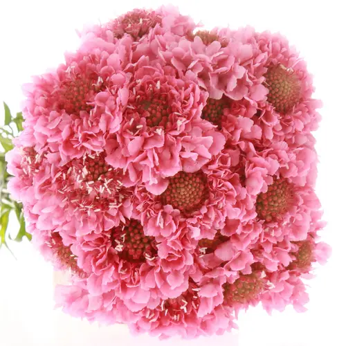 Scabiosa rosa Candy 70cm