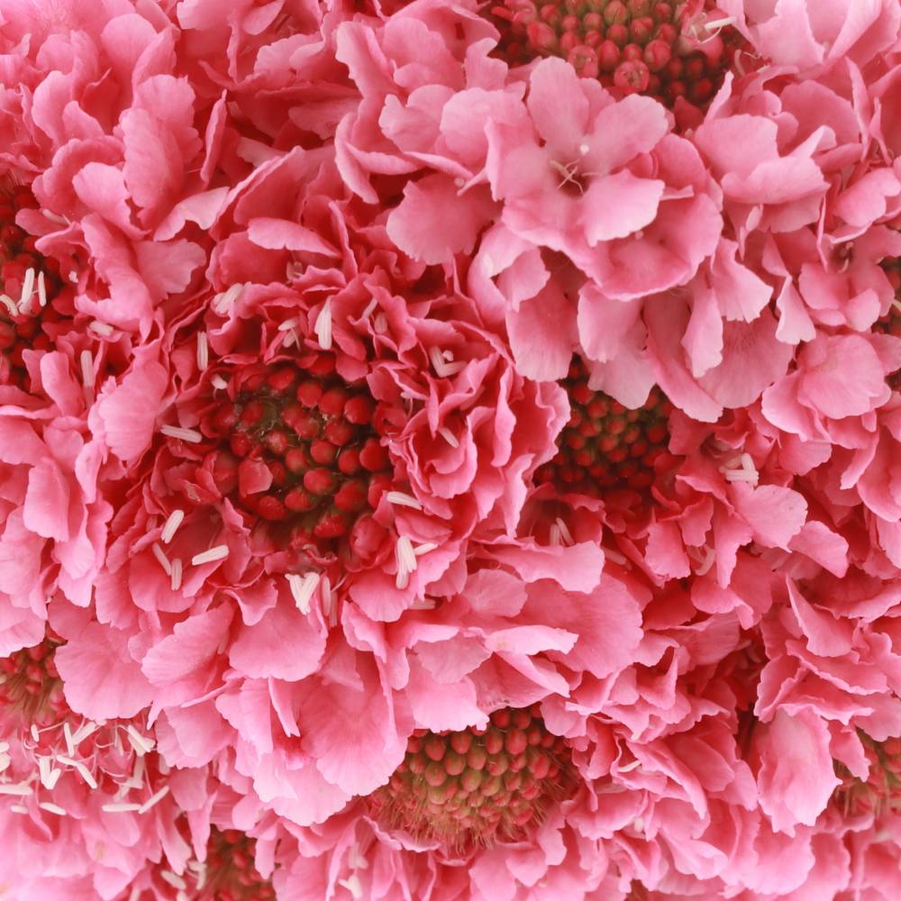 Scabiosa rosa Candy 70cm