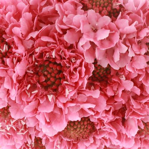 Scabiosa rosa Candy 70cm