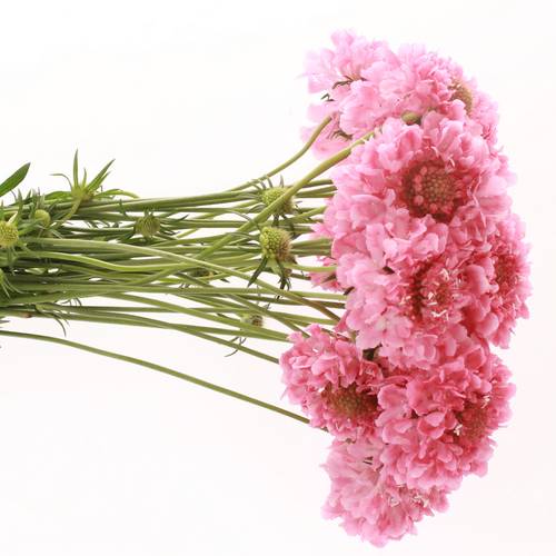 Scabiosa rosa Candy 70cm