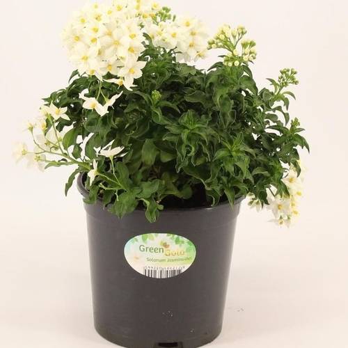 Solanum Jasminoi. Strauc T14 H25