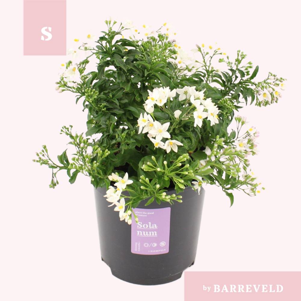 Solanum Jasminoides weiss Strauch T14 H025