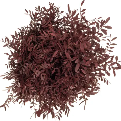 Pistazie weinrot gefärbt 50cm