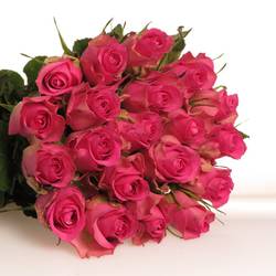 Rose rosa Royal Jewel 35cm