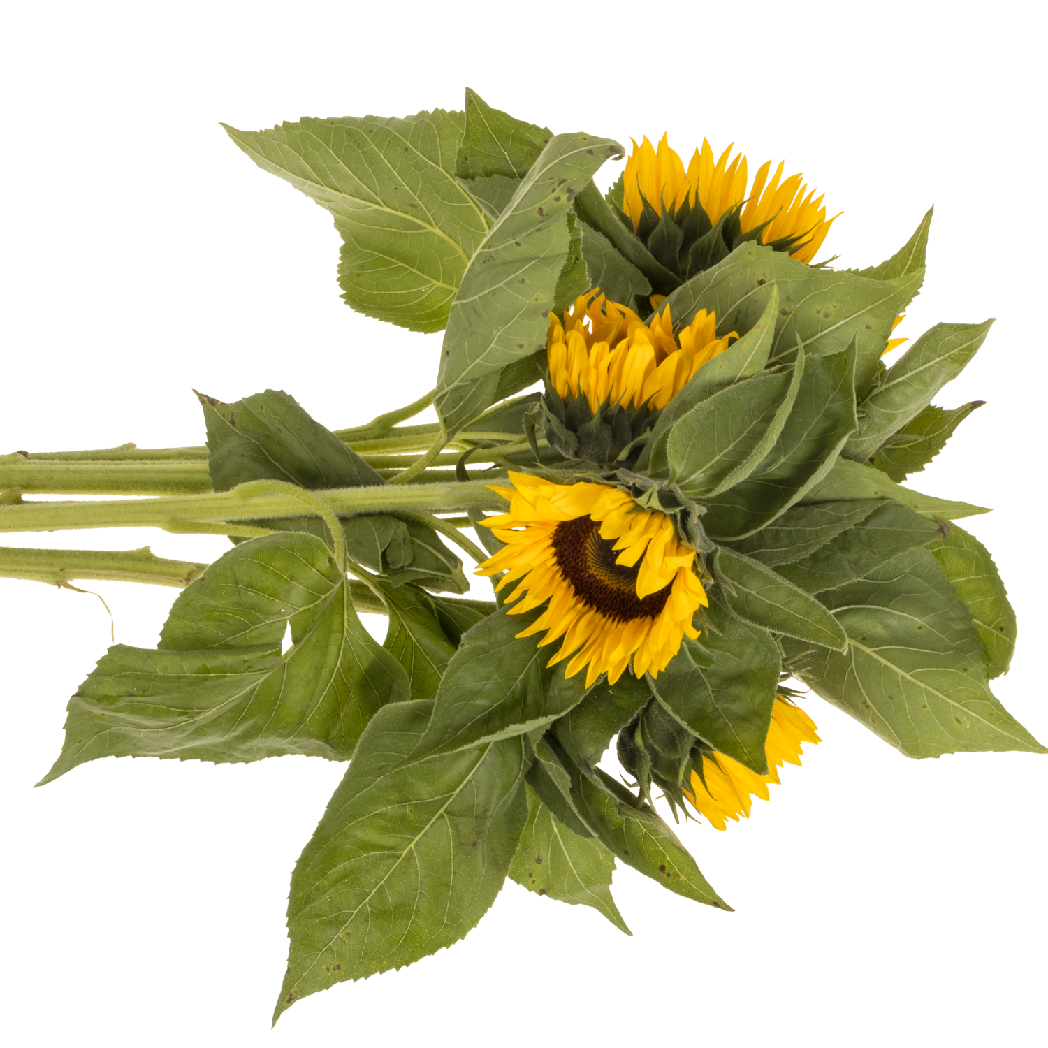 Sonnenblume gelb Sunrich Spanien 80cm