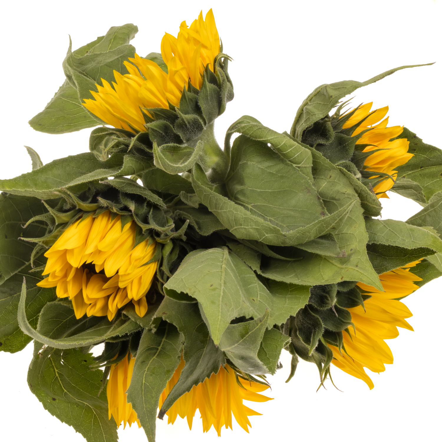 Sonnenblume gelb Sunrich Spanien 80cm