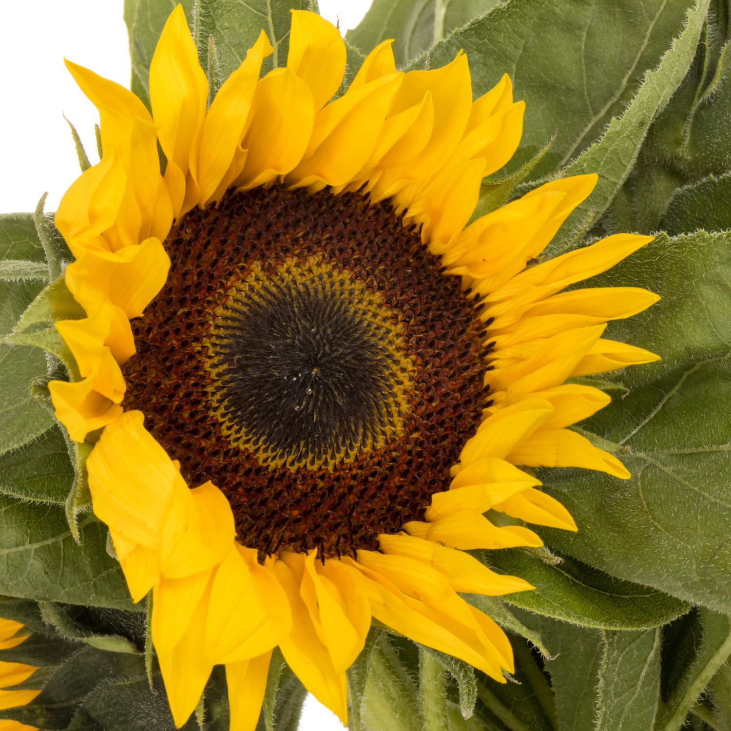 Sonnenblume gelb Sunrich Spanien 80cm