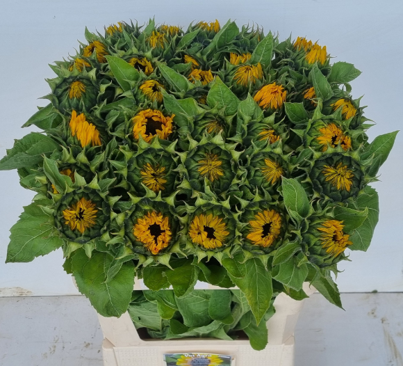 Sonnenblume gelb Sunrich Spanien 80cm