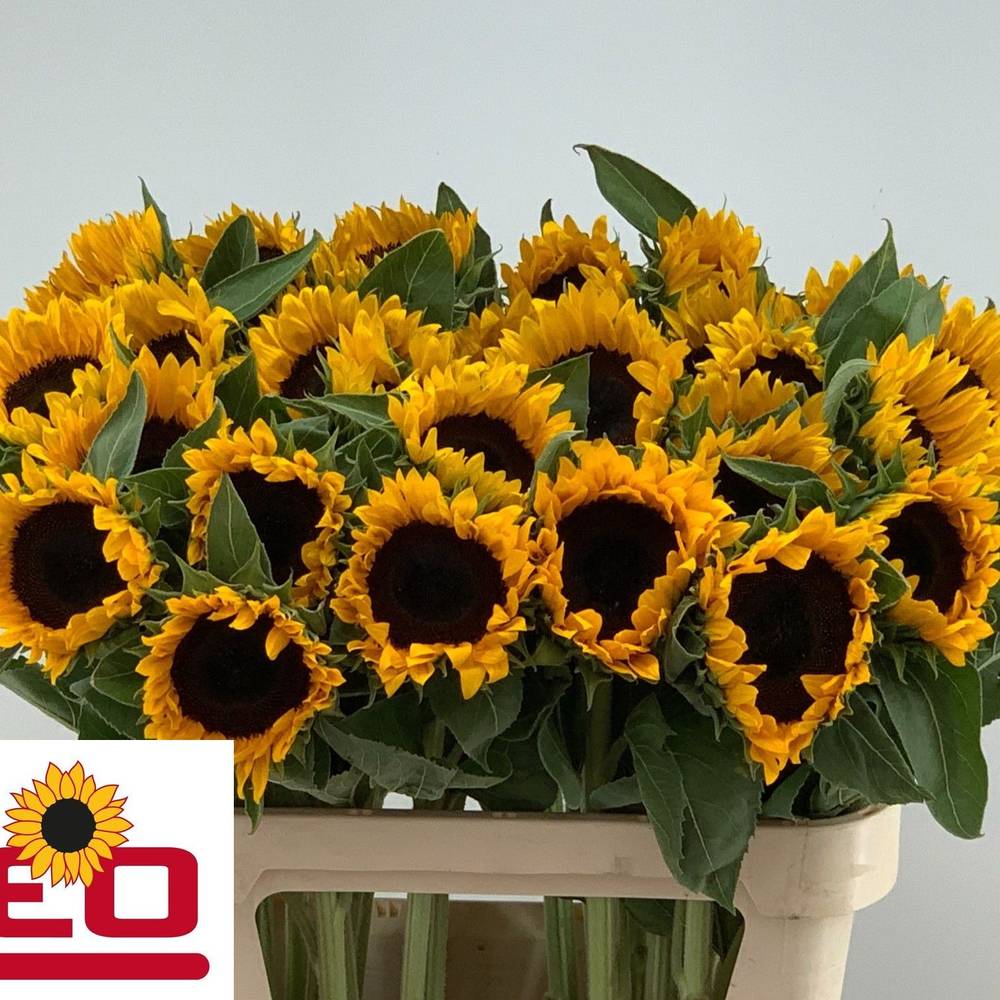Sonnenblume gelb Sunrich Spanien 80cm