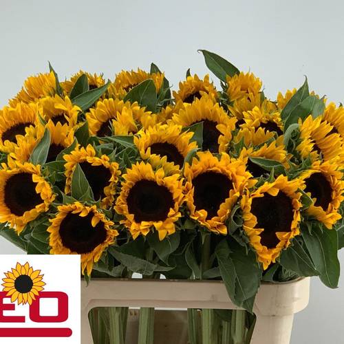 Sonnenblume gelb Sunrich Spanien 80cm