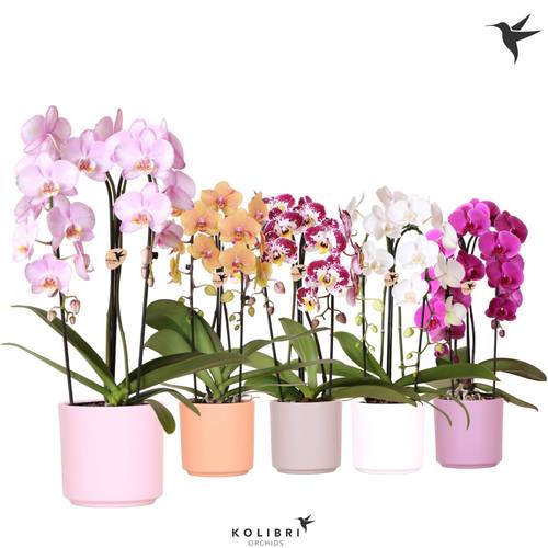 Phal.2-R mix Casc.Niagara im Ker. T12 H050