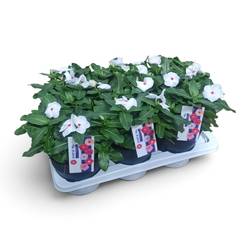 Catharanthus weiss T17 H032