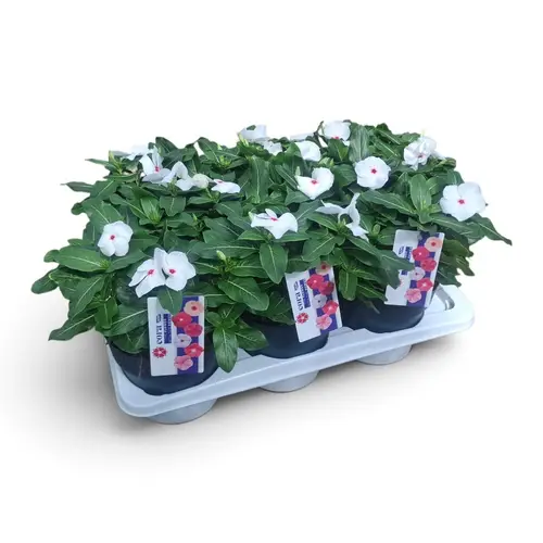 Catharanthus weiss T17 H032