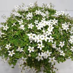 Isotoma weiss T13 H20