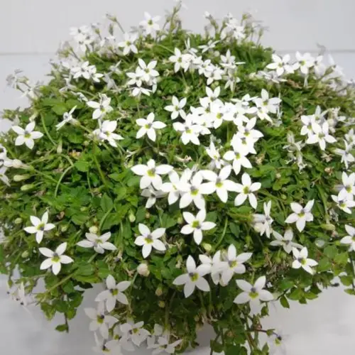 Isotoma weiss T13 H20