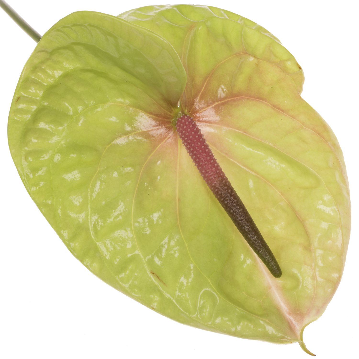 Anthurium grün Pistache Blüte 15cm