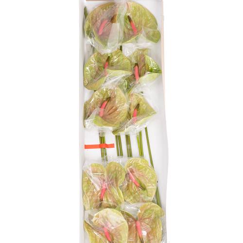 Anthurium grün Pistache Blüte 15cm