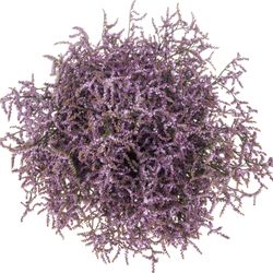 Limonium lila Safora Lilac 25 Gramm 60cm