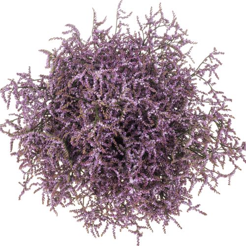 Limonium lila Safora Lilac 25 Gramm 60cm