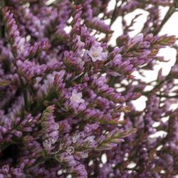 Limonium lila Safora Lilac 25 Gramm 60cm