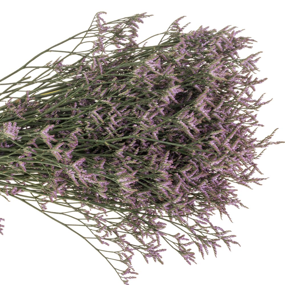 Limonium lila Safora Lilac 25 Gramm 60cm