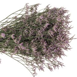 Limonium lila Safora Lilac 25 Gramm 60cm