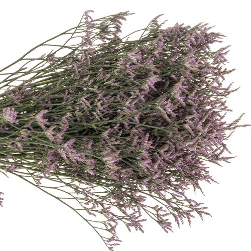 Limonium lila Safora Lilac 25 Gramm 60cm
