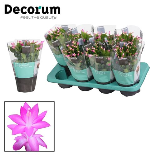 Schlumbergera rosa T13 H027