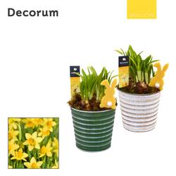 Narzis.Arr mix HL19885 Ostern T10 H016