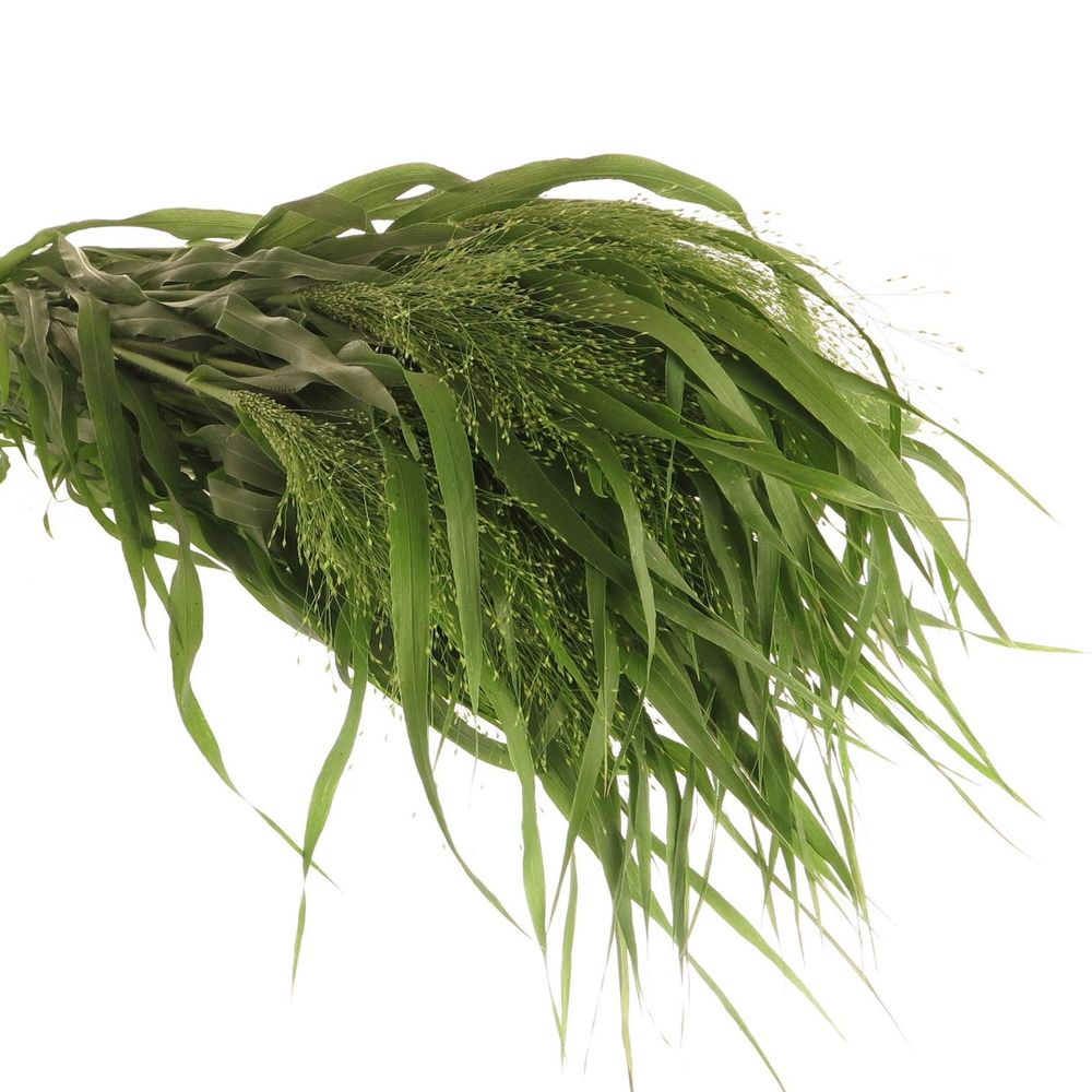 Ziergras grün Panicum 80cm