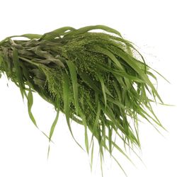 Ziergras grün Panicum 80cm