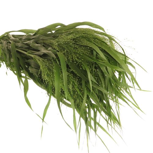 Ziergras grün Panicum 80cm