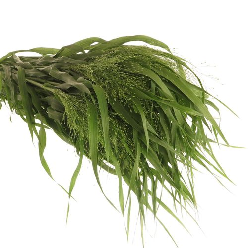 Ziergras grün Panicum 80cm
