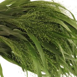 Ziergras grün Panicum 80cm
