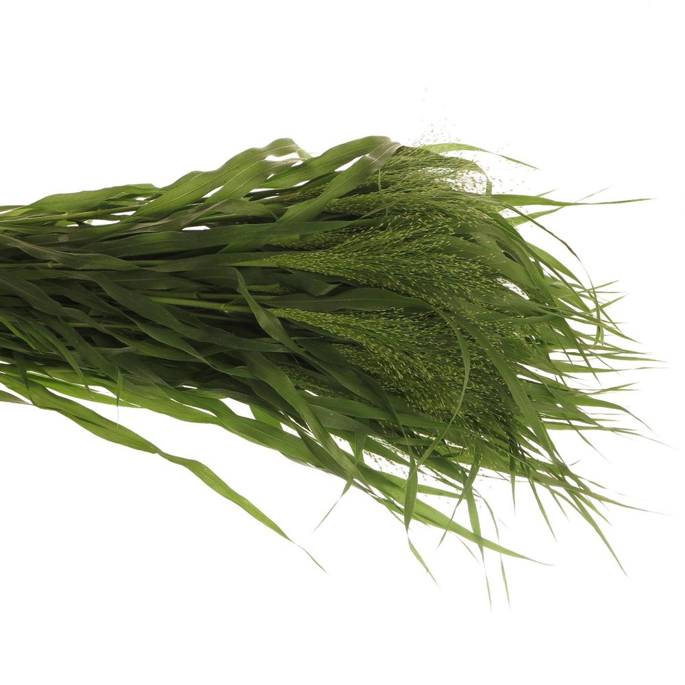 Ziergras grün Panicum 80cm