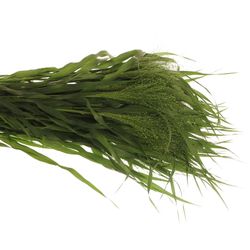 Ziergras grün Panicum 80cm