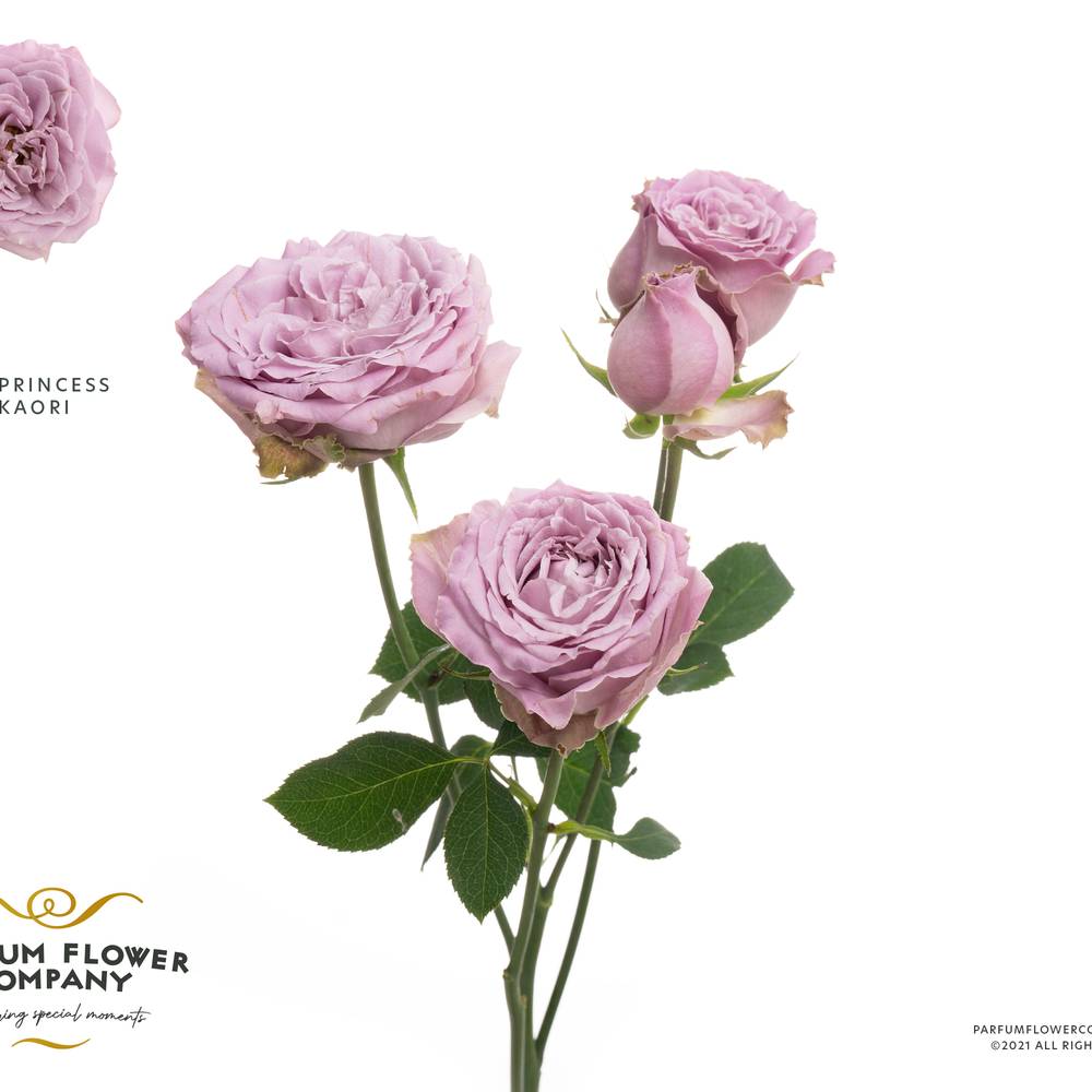 Rose verzweigt milka Princess Kaori 50cm