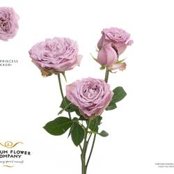 Rose verzweigt milka Princess Kaori 50cm