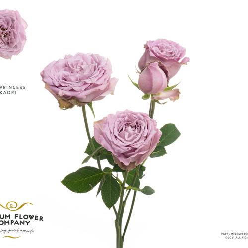 Rose verzweigt milka Princess Kaori 50cm