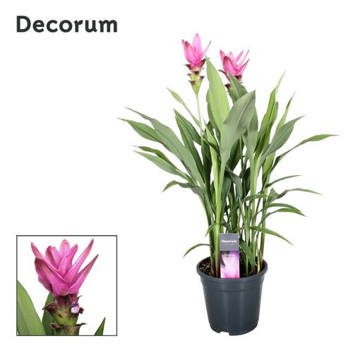Curcuma rosa 2+ Supreme T19 H100