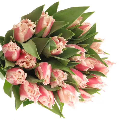 Tulpe rosa Bell Song Triflor 32 Gramm