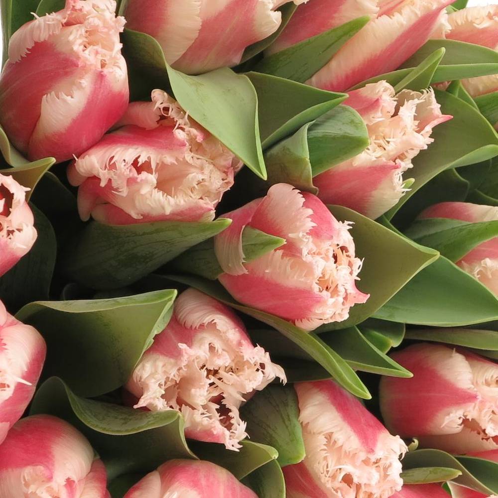 Tulpe rosa Bell Song Triflor 32 Gramm