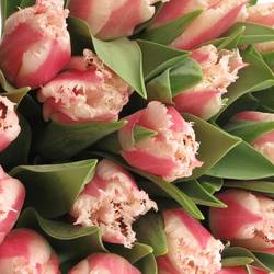 Tulpe rosa Bell Song Triflor 32 Gramm
