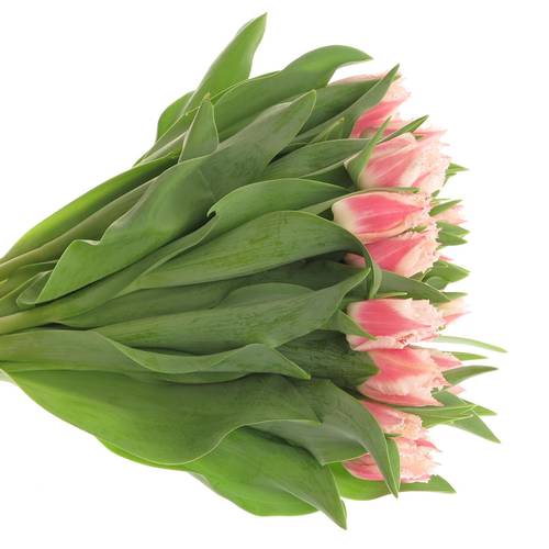 Tulpe rosa Bell Song Triflor 32 Gramm