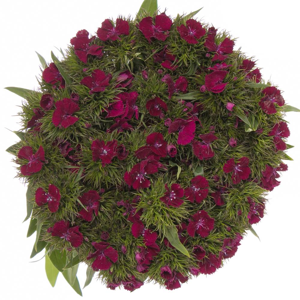 Bartnelke weinrot Sweet Will Cherry 60cm