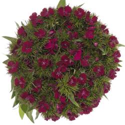Bartnelke weinrot Sweet Will Cherry 60cm